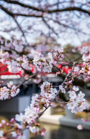 赤い橋を背景に桜が咲いている