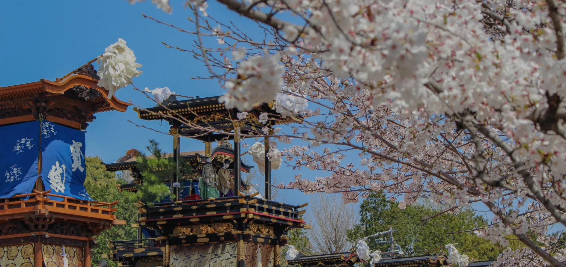 犬山の桜と祭りの風景 - 桜の花が咲き誇る中で行われる伝統的な祭り