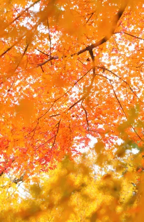 色づいた秋の木の葉が風に揺れ、自然の美しさを感じさせる風景