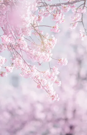 美しいピンクの桜の木が咲いている様子