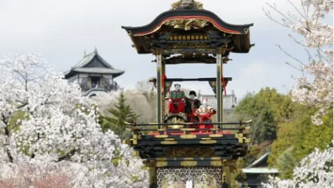 春の祭りを彩る、絢爛豪華な山車と桜